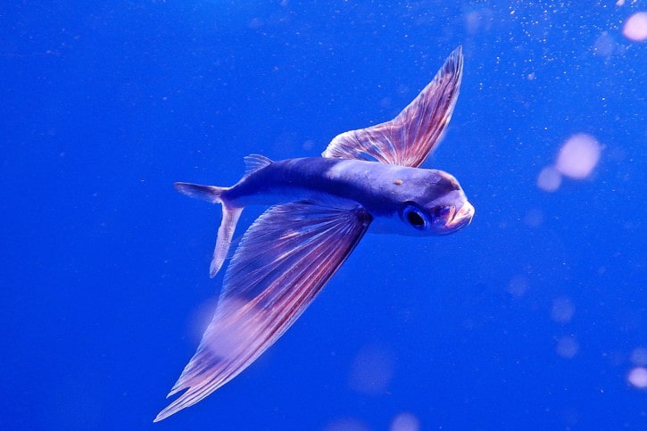 poisson volant nageant dans l'océan